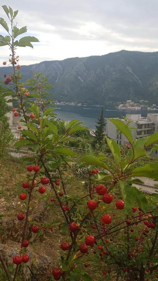 Apartment Jelena Kotor Dış mekan fotoğraf