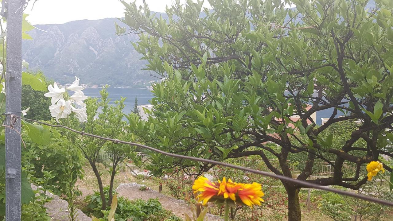 Apartment Jelena Kotor Dış mekan fotoğraf